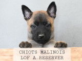 Des chiots Bergers Belges Malinois LOF à réserver