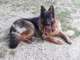 Mâle Berger Allemand à Poil Long disponible pour saillie