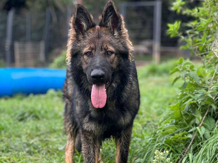 Femelle 2 ans  Altdeutscher Schäferhund à vendre