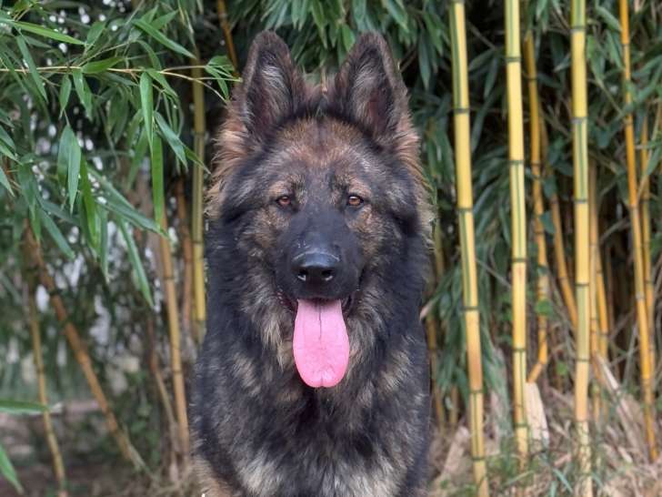 Femelle 2 ans  Altdeutscher Schäferhund à vendre