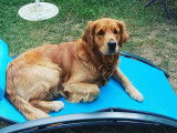 Mâle Golden Retriever disponible pour saillie