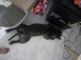 De race American Bully Staffy Bull Terrier disponible pour saillie