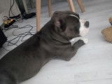 De race American Bully Staffy Bull Terrier disponible pour saillie