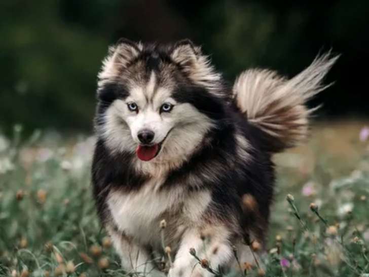 Femelle Pomsky à vendre