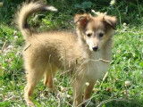 Deux chiots femelles Bergers des Shetland LOF à vendre
