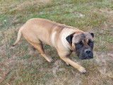 Chienne Bullmastiff fauve LOF de 14 mois disponible à l'achat