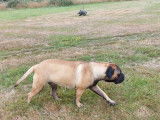 Chienne Bullmastiff fauve LOF de 14 mois disponible à l'achat