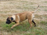 Chienne Bullmastiff fauve LOF de 14 mois disponible à l'achat