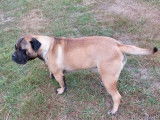 Chienne Bullmastiff fauve LOF de 14 mois disponible à l'achat