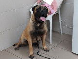 Chienne Bullmastiff fauve LOF de 14 mois disponible à l'achat