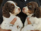 Disponibles &agrave; la vente : trois chiots Setters Anglais LOF