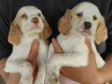 Disponibles &agrave; la vente : trois chiots Setters Anglais LOF