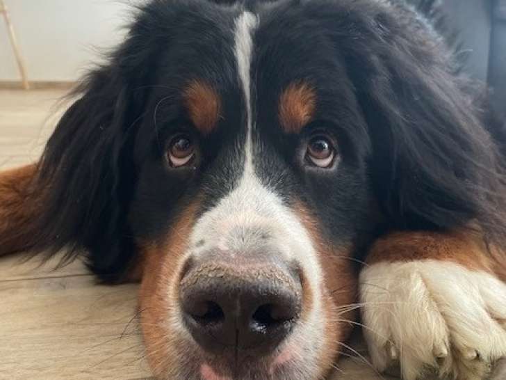 Mâle Bouvier Bernois disponible pour saillie