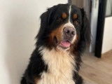 Mâle Bouvier Bernois disponible pour saillie