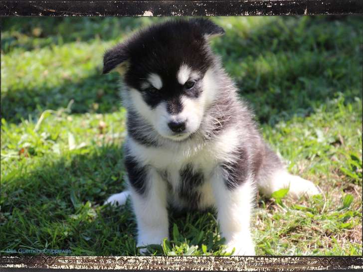 Chiots Malamute à vendre (6 Femelles & 1 Mâle)