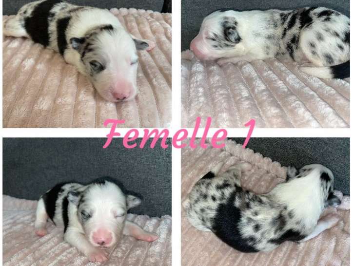 Chiots Border Collie à vendre