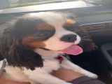 Mâle Cavalier King Charles Spaniel disponible pour saillie