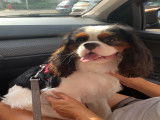 Mâle Cavalier King Charles Spaniel disponible pour saillie