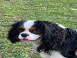 Mâle Cavalier King Charles Spaniel disponible pour saillie