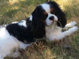 Mâle Cavalier King Charles Spaniel disponible pour saillie