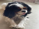 Mâle Cavalier King Charles Spaniel disponible pour saillie