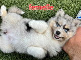 Chiots Pomsky &agrave; vendre