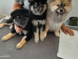 Chiots Pomsky &agrave; vendre