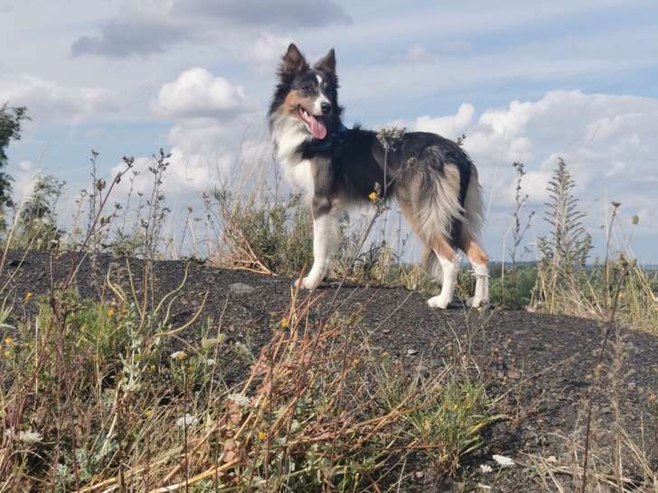Chien adulte de race Border Collie Mâle à vendre