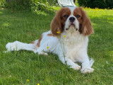 Mâle Cavalier King Charles pour saillie