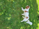 Mâle Cavalier King Charles pour saillie