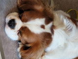 Mâle Cavalier King Charles pour saillie