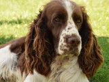 Mâle Springer Spaniel pour saillie