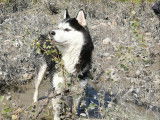 Mâle Husky Sibérien LOF disponible pour saillie