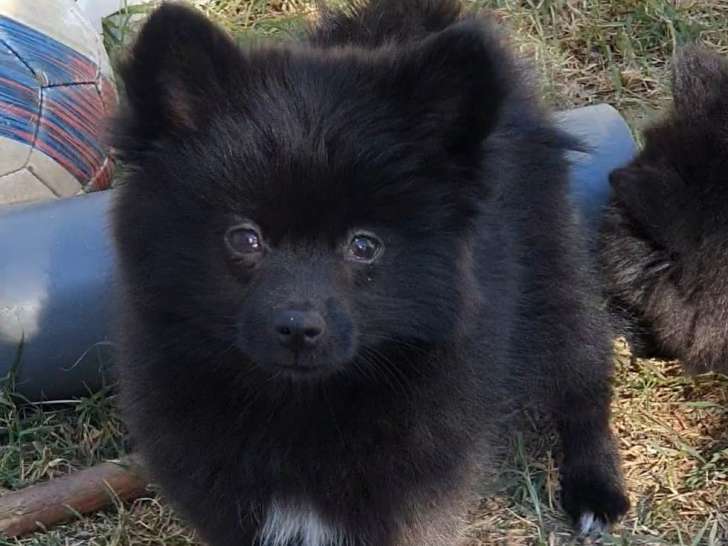 Ukyta, Chiot Femelle, petit modèle, couleur Noir