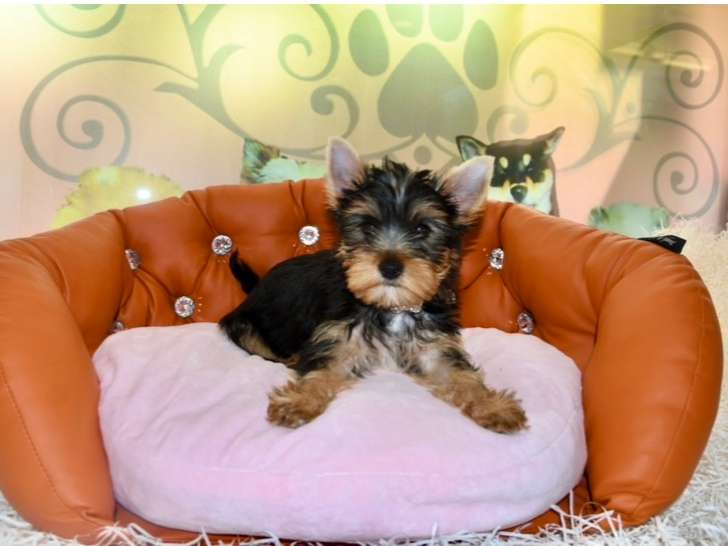 Magnifiques Yorkshire Terrier à vendre