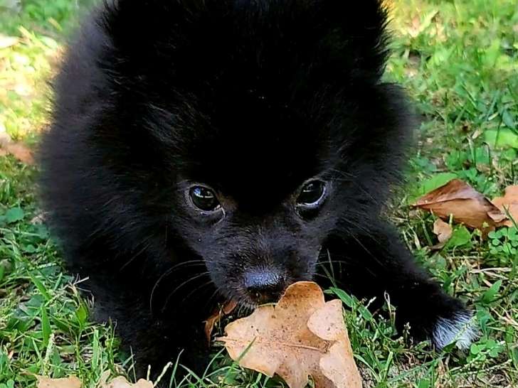 Chiots Spitz Allemand de petite taille