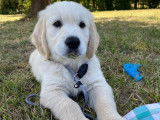Mâle Golden Retriever LOF disponible pour saillie