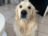 Mâle Golden Retriever LOF disponible pour saillie