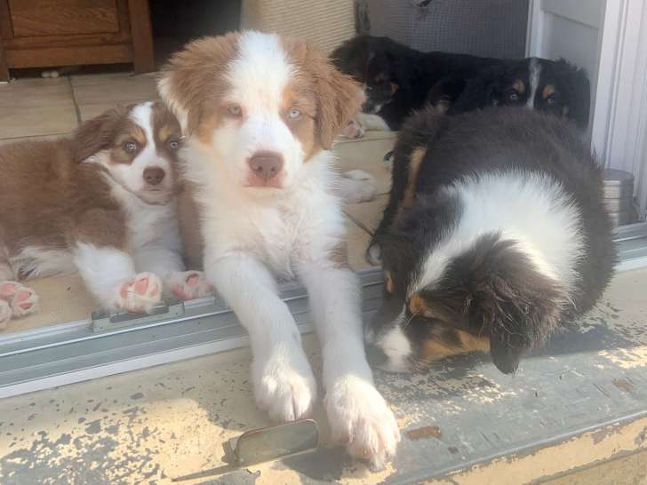 Chiots de race Berger Australien Miniature à vendre (1 femelle & 5 mâles)