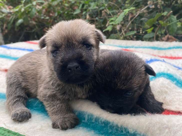 chiots disponibles