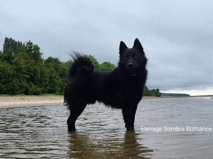 Mâle Schipperke LOF disponible pour saillie
