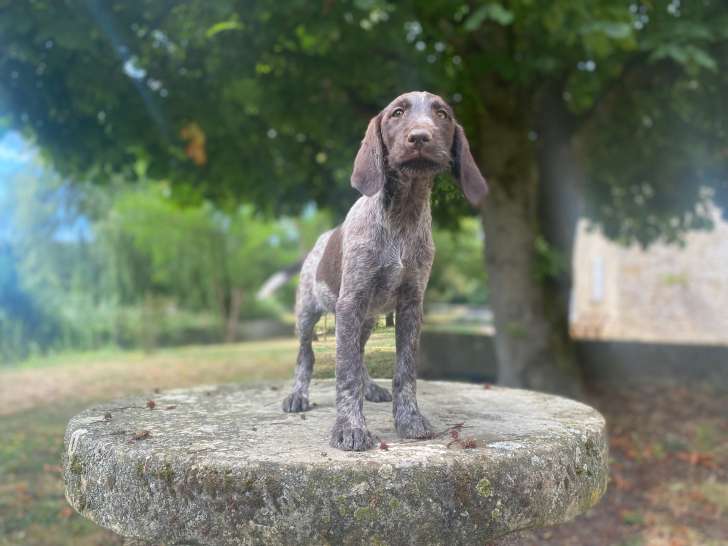 Superbe mâle Drathaar de 4 mois à vendre