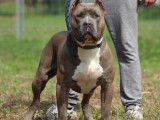 American Bully XXL disponible pour saillie