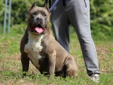 American Bully XXL disponible pour saillie