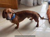 Chien Teckel disponible pour saillie