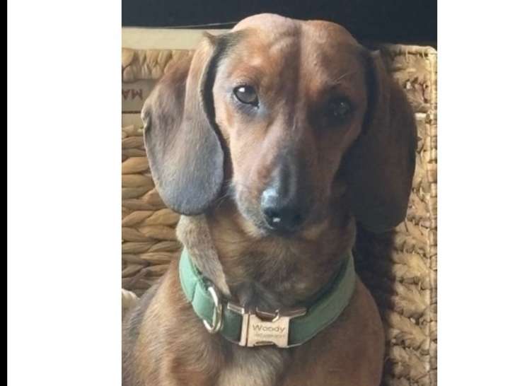 Chien Teckel disponible pour saillie