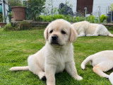Magnifiques chiots Labradors blonds à vendre