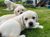 Magnifiques chiots Labradors blonds à vendre