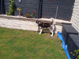 Étalon Husky Sibérien LOF disponible pour saillie