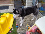 Étalon Husky Sibérien LOF disponible pour saillie